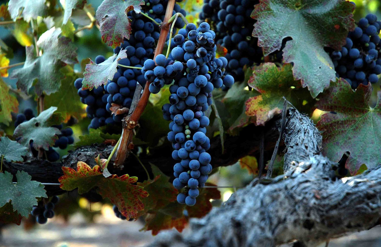 Shiraz Wine Varietal Grapes