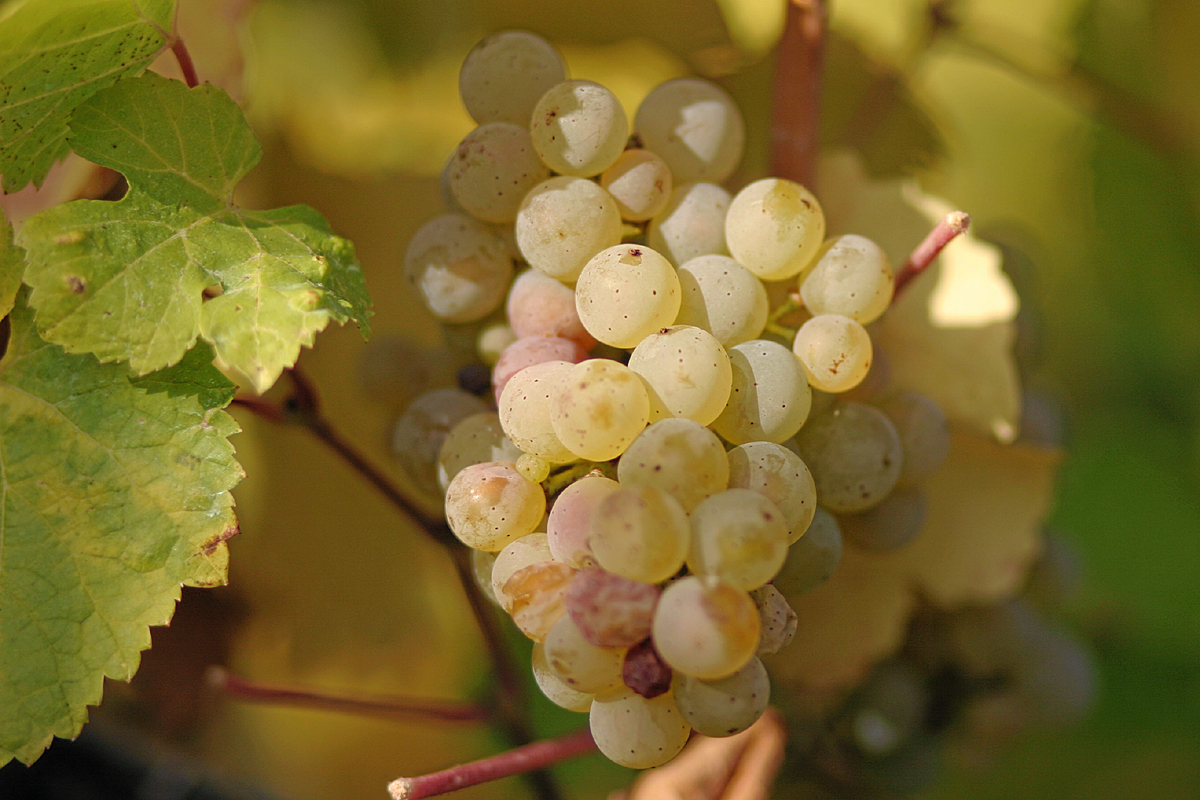 Riesling Wine Varietals Grape