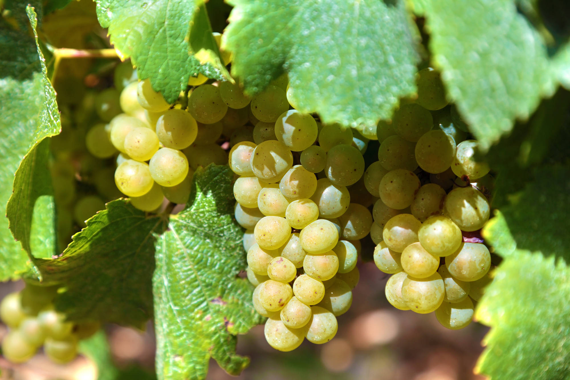 Chardonnay Wine Varietals Grapes